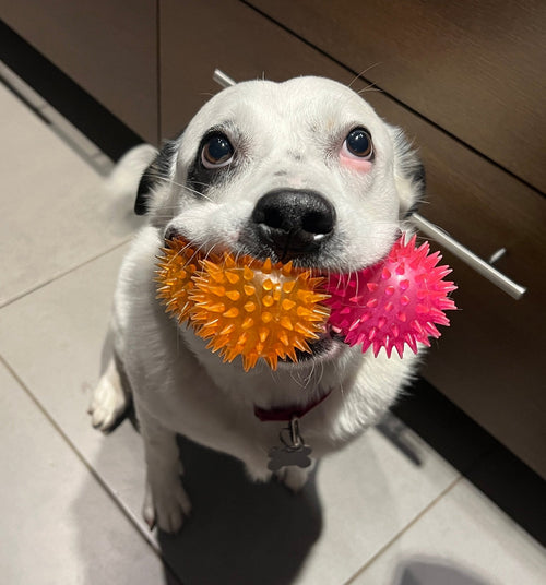 30% OFF!  2.5" Spiky Ball Squeakers, 3 Colors CHEAPER THAN AMAZON