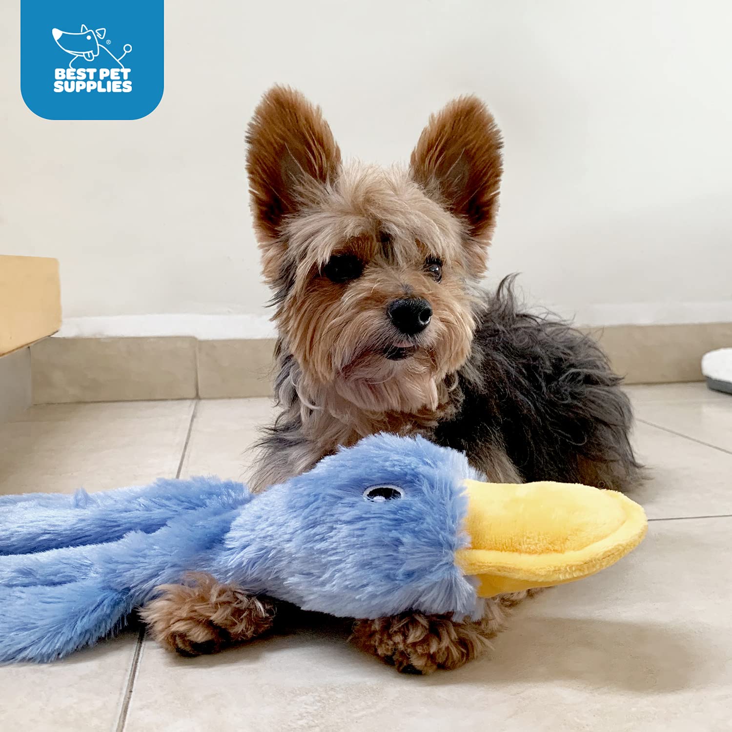 Best Pet Supplies Interactive Squeaky Dog Chew Toy Crinkle Duck Blue Large