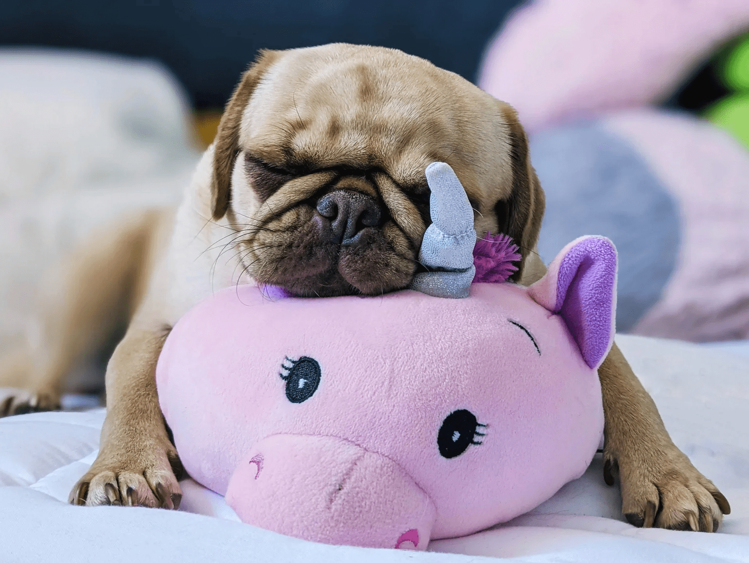BOGO! Large Squishy Cuddlers Super Soft Plush Pet Toys: Squeak & NO Squeak