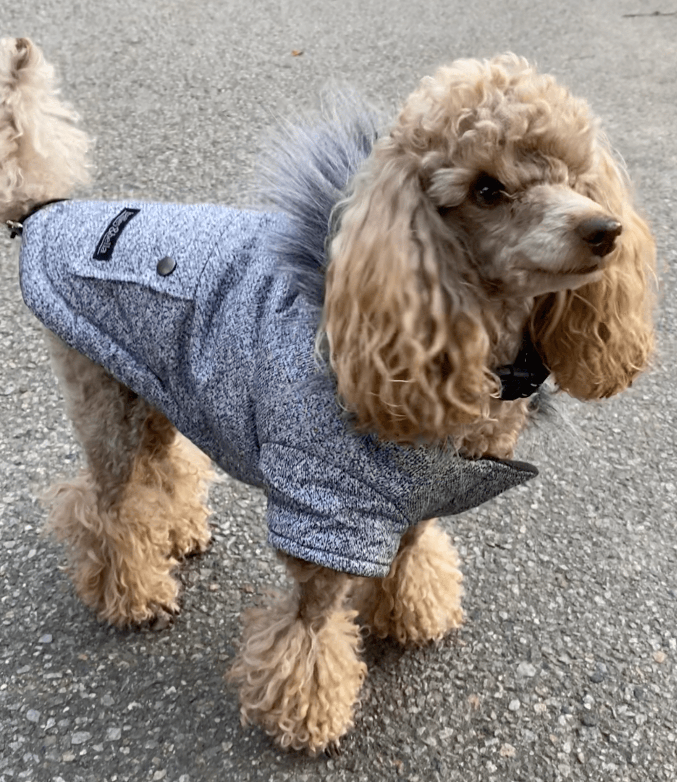 JUST $5! Bailey & Bella Grey Parka with Faux Fur Trim: Small