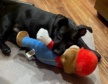 Super Mario Brothers Dog Toys: Squeak & NO Squeak / All Sizes